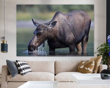 Moose cow eating water plants in Lake Glacier National Park in Montana, USA by Frank Fichtmüller