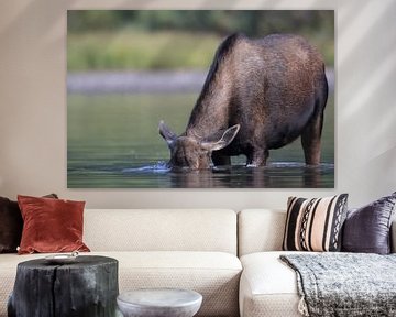 Moose cow eating water plants in Lake Glacier National Park in Montana, USA by Frank Fichtmüller