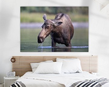 Elandkoe die waterplanten eet in het Glacier Nationaal Park in Montana, VS van Frank Fichtmüller