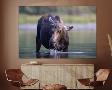 Elandkoe die waterplanten eet in het Glacier Nationaal Park in Montana, VS van Frank Fichtmüller