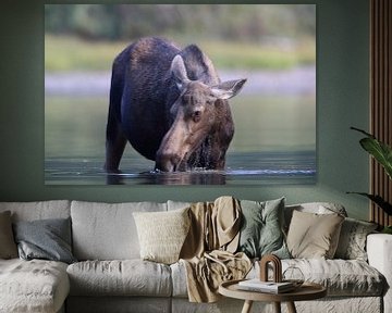 Moose cow eating water plants in Lake Glacier National Park in Montana, USA by Frank Fichtmüller