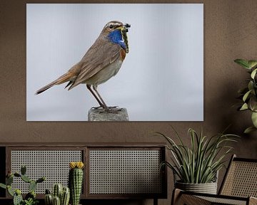 Bluethroat with dragonfly