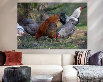 Verschieden farbige Hühner im Garten von cuhle-fotos