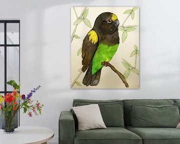 Meyer's parrot watercolor by Bianca Wisseloo