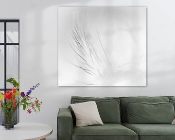 Feather in black and white by Greetje van Son