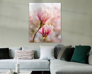 Roze Magnolia Bloesem van ManfredFotos