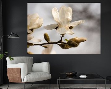 Witte Magnolia Bloesem