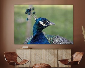 portrait of a proud peacock by W J Kok