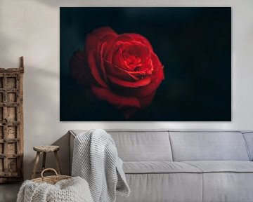 Rose rouge, fleur au point sur Fotos by Jan Wehnert