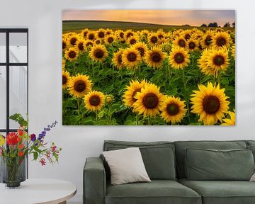 Sonnenblumen im Abendlicht von Daniela Beyer