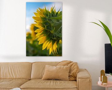 Achterkant van een zonnebloem in Frankrijk - natuur en reisfotografie van Christa Stroo fotografie