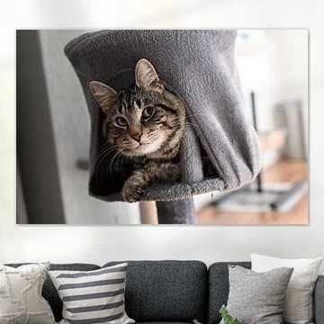 Grey striped cat lying in a scratching post