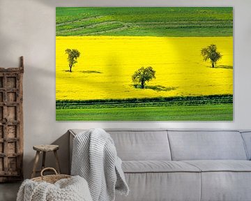 Rural idyll with a rape field by ManfredFotos