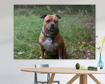 Bruine stafford hond zittend in het bos kijkend in de camera van JGL Market