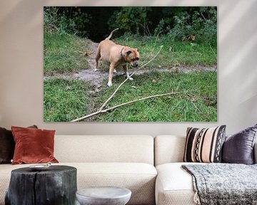 Bruine stafford hond in het bos spelend met tak van JGL Market
