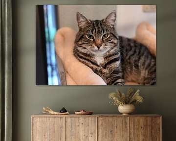 Grey striped cat lying on scratching post in house by JGL Market