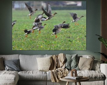 White-fronted geese and Tundra shelducks by Karin Jähne