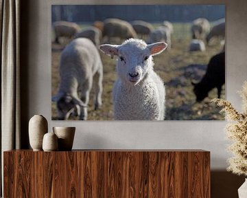 Schattig lammetje van een kudde schapen van cuhle-fotos