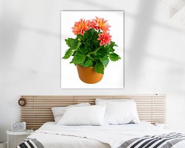 Dahlias flowers on white background