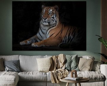 Der Tiger liegt und schaut aufmerksam isoliert schwarzen Hintergrund Blick und Fröhlichkeit im neuen von Michael Semenov
