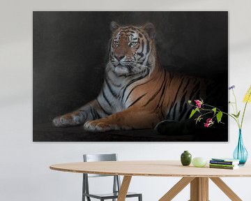 De tijger ligt en kijkt aandachtig geïsoleerde zwarte achtergrond blik en vrolijkheid in het nieuwe 