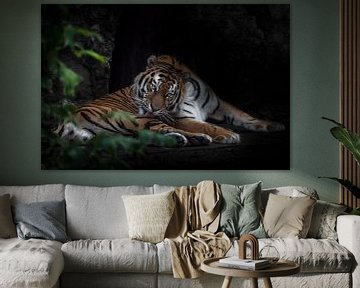 Krachtige kalme tijger, de Amoertijger likt zijn vacht in de donkere, chenny achtergrond en het gebl