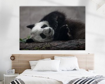 A funny panda lies on its side on a log, cute peaceful bear by Michael Semenov