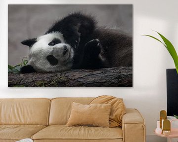 Een grappige panda ligt op zijn zij op een boomstam, schattige vredige beer