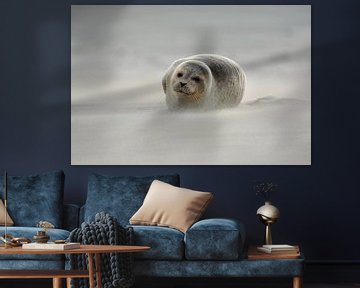 Seal Ameland by Roy Zonnenberg
