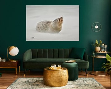 Zeehond op strand Ameland van Roy Zonnenberg