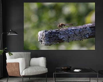 Dragonfly