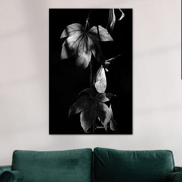 Balderen in zwart wit