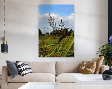 A reed plume in a polder landscape