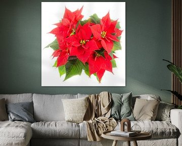 Poinsettia flowers
