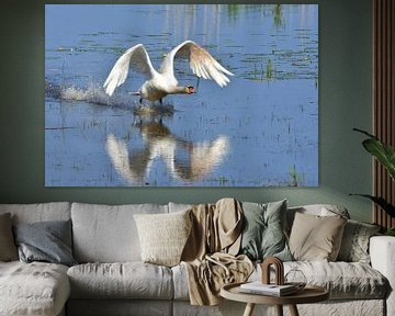 Mute swan taking off by Karin Jähne