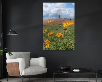 Goudgele cosmos in en veld in de Loire vallei, Frankrijk.