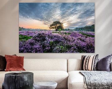 Purple Heath Bakkeveen by Henk-Jan Hospes