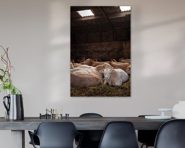 Bulls in the stable by Janine Bekker Photography
