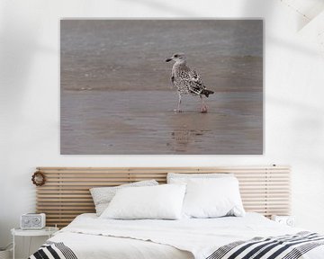 A young seagull takes a walk on the beach by Marjolijn van den Berg