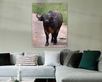 Cape buffalo (Syncerus caffer), Uganda by Alexander Ludwig