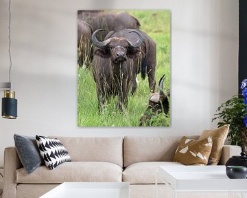 Cape buffalo (Syncerus caffer), Uganda by Alexander Ludwig