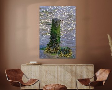 Le fucus dans le parc national de la mer des Wadden sur Peter Eckert