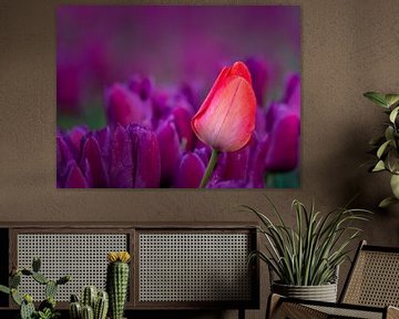 Close up - rode tulp in paarse tulpenveld van Rene Siebring