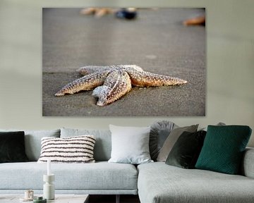 starfish on the beach by Roy Zonnenberg