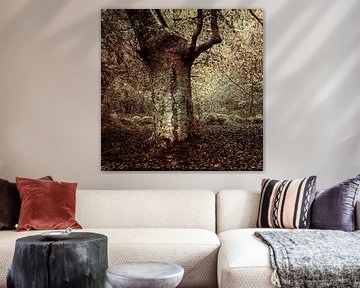 Forest in Asturias Spain . by Saskia Dingemans Awarded Photographer