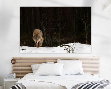 Loup dans la neige sur Valesca van Zwieten