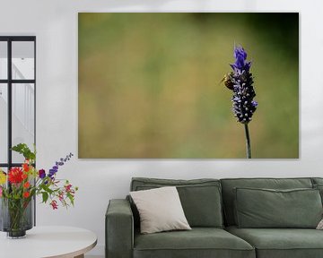 Lavendel en bijen, minimalistische natuurfotografie van Carolina Reina