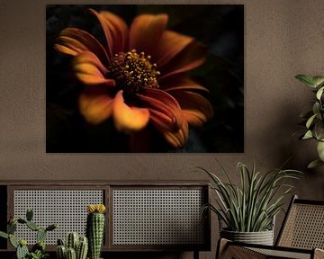 Flower (in warm colors) by Marjolijn van den Berg