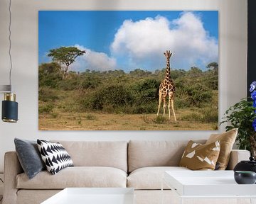 Baringo giraffe (Giraffa camelopardalis), Murchison Falls National Park, Uganda by Alexander Ludwig