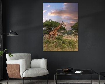 Baringo Giraffe (Giraffa camelopardalis), Murchison Falls Nationaal Park, Uganda van Alexander Ludwig